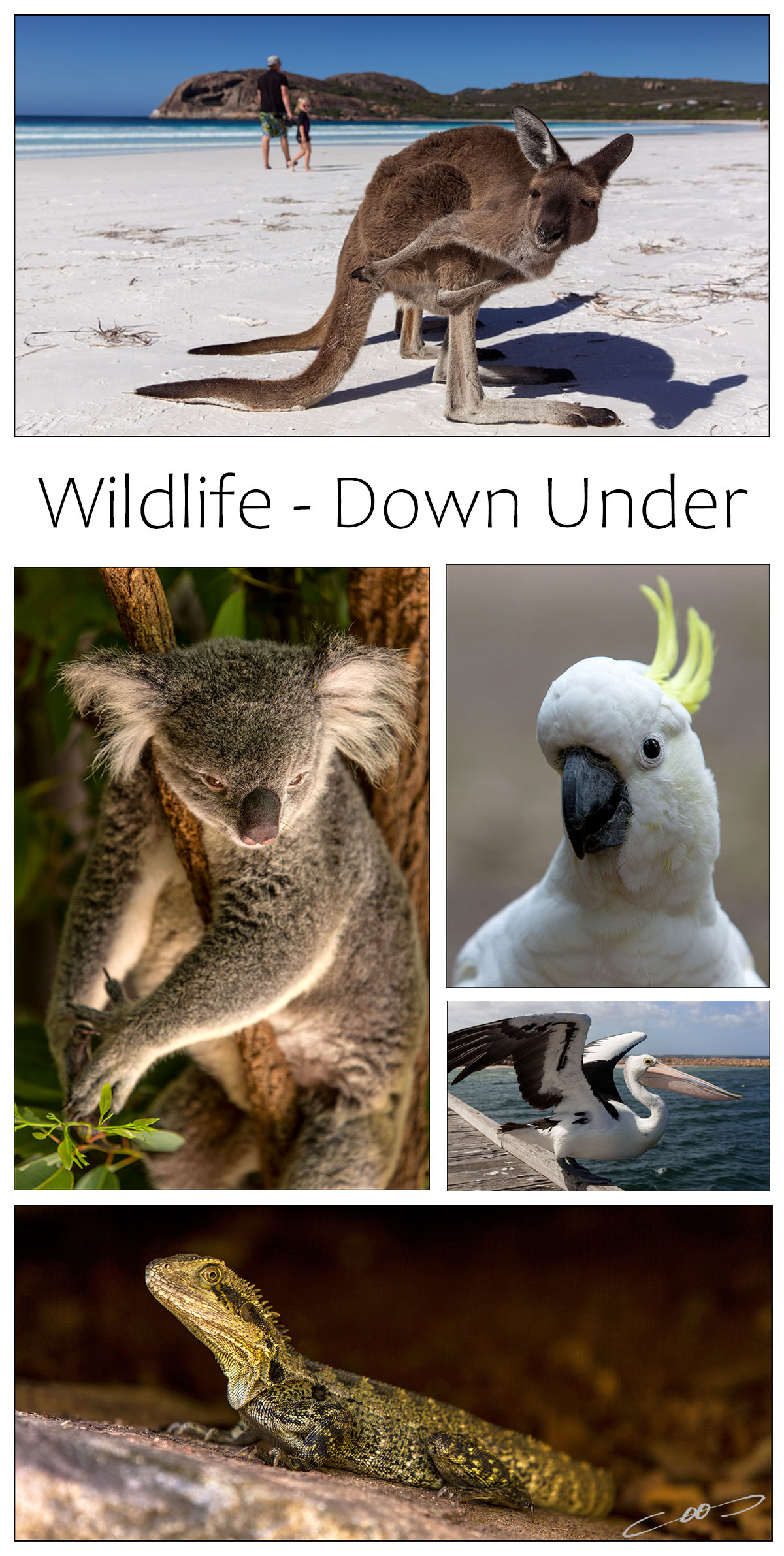 fotoreportage over dieren in Australië
