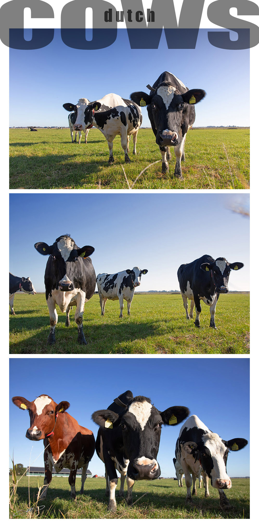 fotoserie van nieuwsgierige koeien in een wei